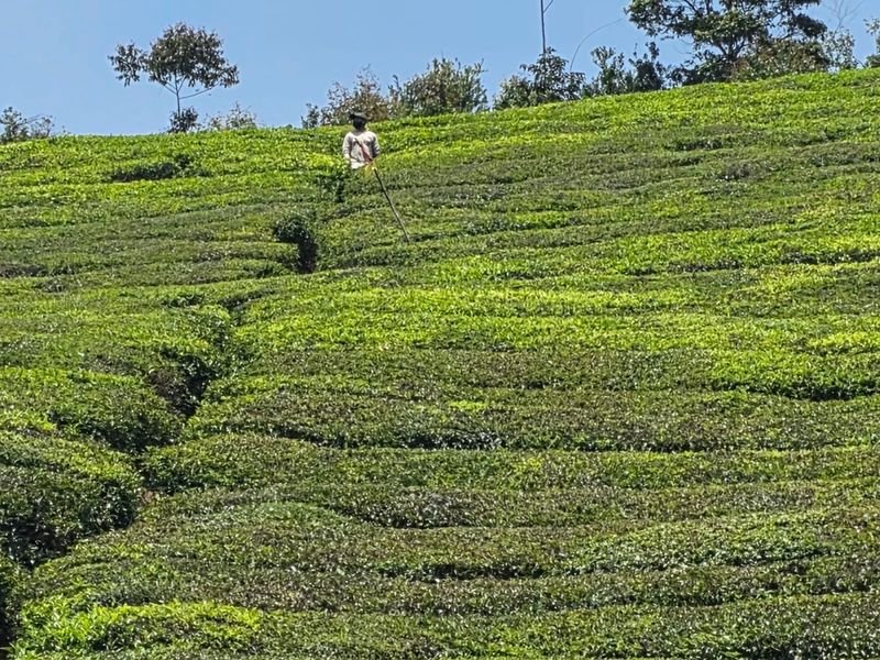 Munnar hills view greenery