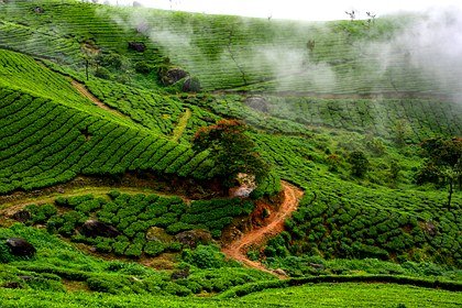 Misty Munnar hills