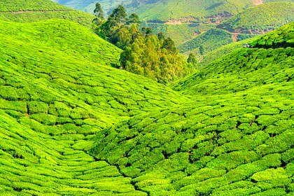 Munnar tea carpet hills